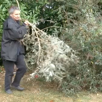 Klipping av sommerfuglbusker Klipping av sommerfuglbusker